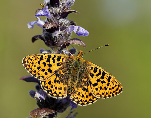 Pearl-bordered Fritillary Boloria euphrosyne