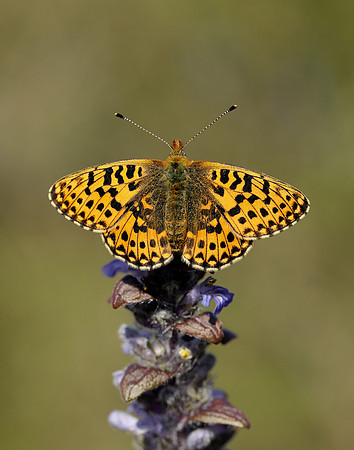Pearl-bordered Fritillary Boloria euphrosyne