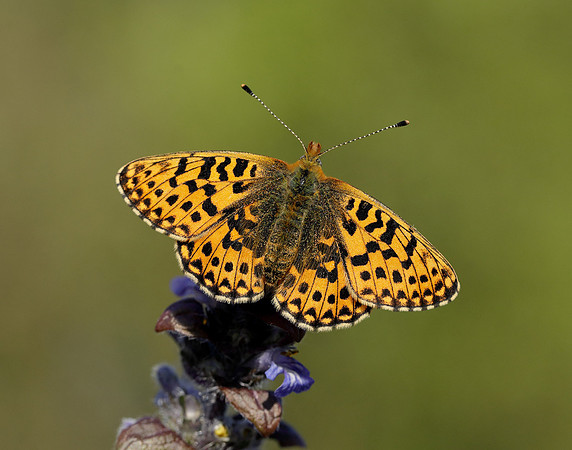 Pearl-bordered Fritillary Boloria euphrosyne