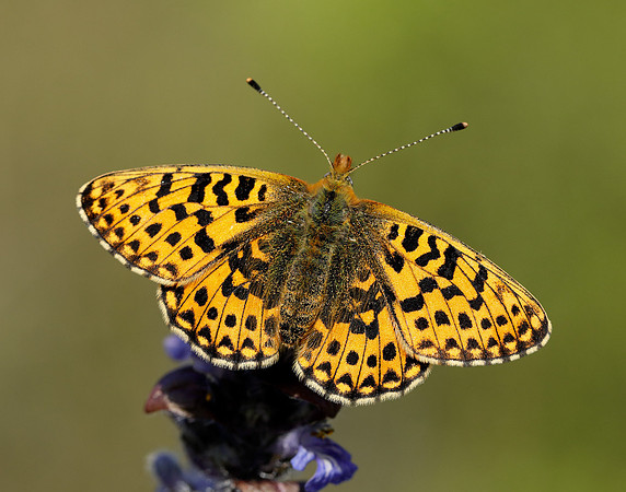 Pearl-bordered Fritillary Boloria euphrosyne