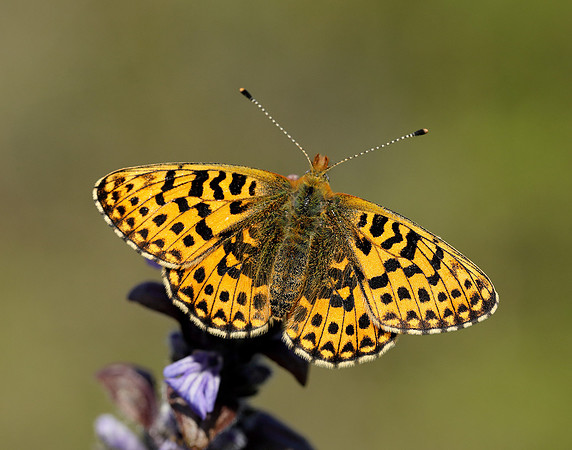 Pearl-bordered Fritillary Boloria euphrosyne