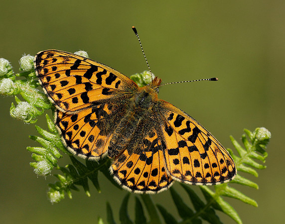 Pearl-bordered Fritillary Boloria euphrosyne