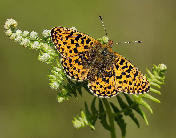 Pearl-bordered Fritillary Boloria euphrosyne