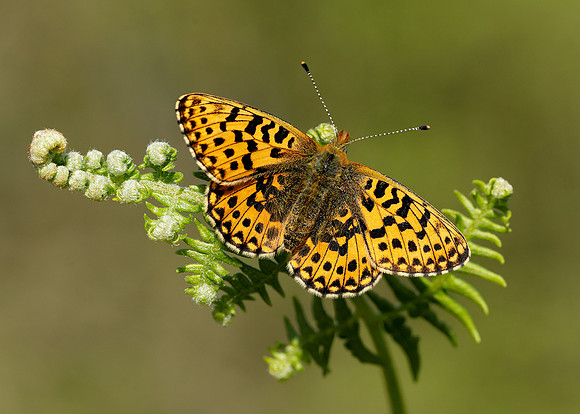 Pearl-bordered Fritillary Boloria euphrosyne