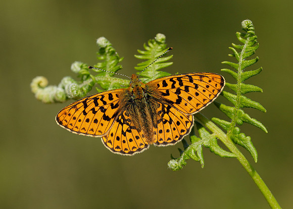 Pearl-bordered Fritillary Boloria euphrosyne