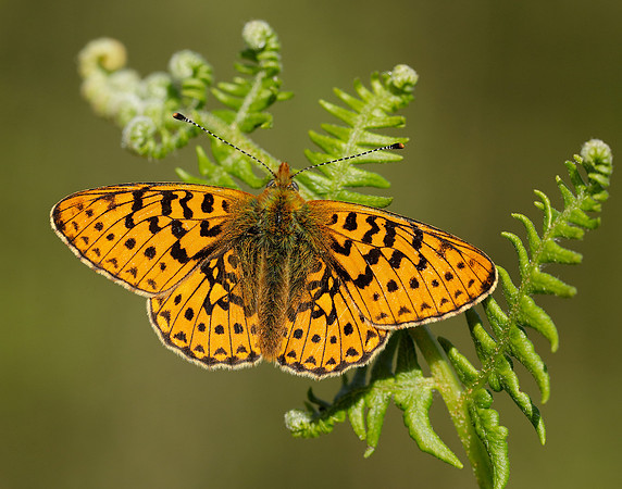 Pearl-bordered Fritillary Boloria euphrosyne