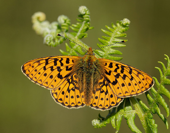 Pearl-bordered Fritillary Boloria euphrosyne