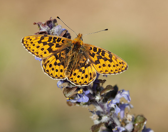 Pearl-bordered Fritillary Boloria euphrosyne