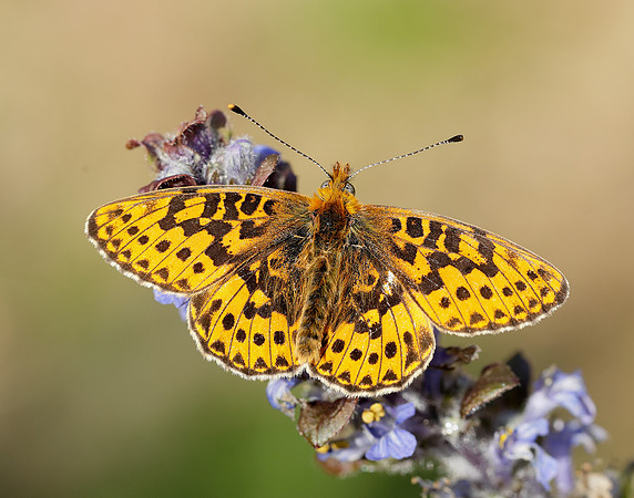 Pearl-bordered Fritillary Boloria euphrosyne