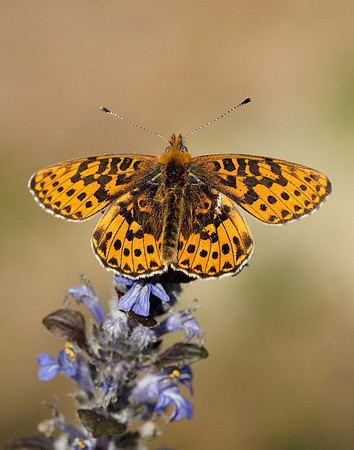 Pearl-bordered Fritillary Boloria euphrosyne