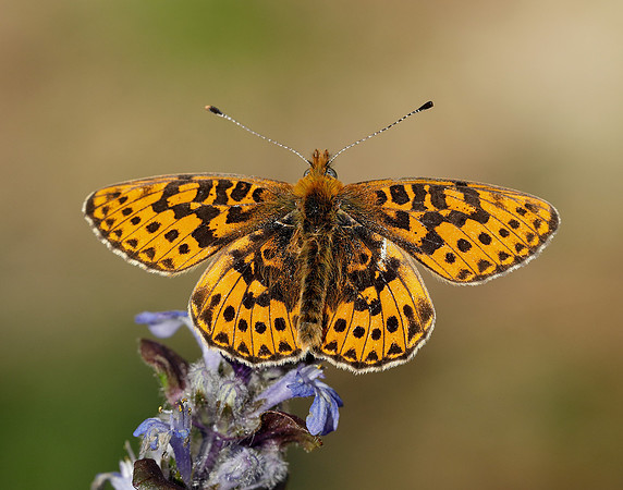 Pearl-bordered Fritillary Boloria euphrosyne