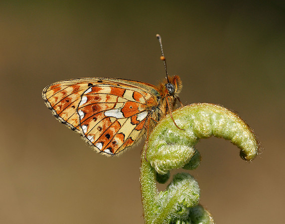 Pearl-bordered Fritillary Boloria euphrosyne