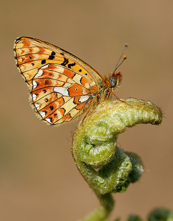 Pearl-bordered Fritillary Boloria euphrosyne