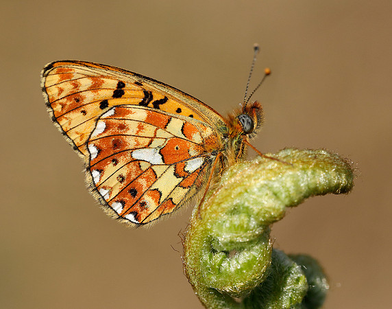 Pearl-bordered Fritillary Boloria euphrosyne