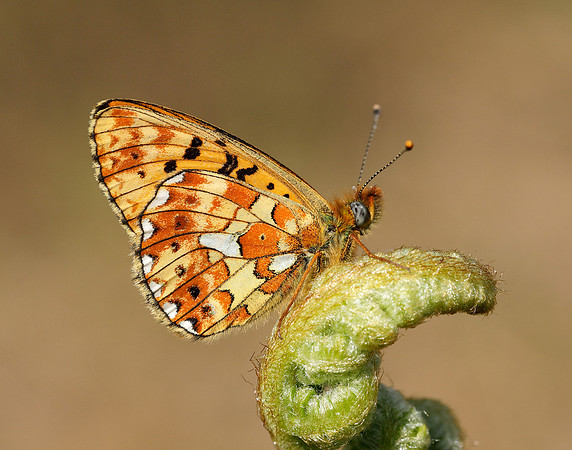 Pearl-bordered Fritillary Boloria euphrosyne