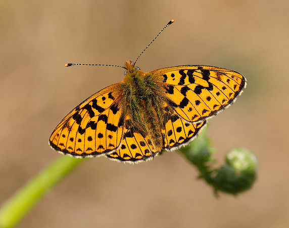 Pearl-bordered Fritillary Boloria euphrosyne