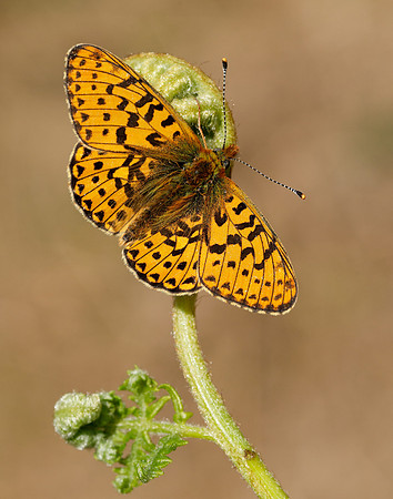 Pearl-bordered Fritillary Boloria euphrosyne
