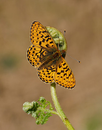 Pearl-bordered Fritillary Boloria euphrosyne