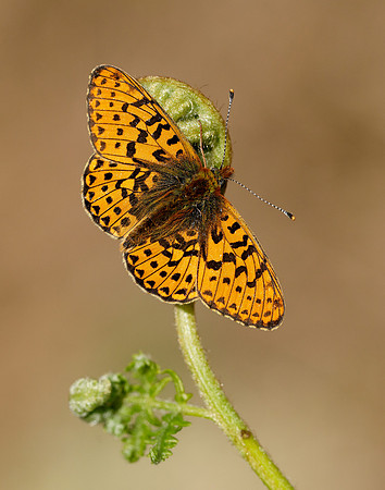 Pearl-bordered Fritillary Boloria euphrosyne