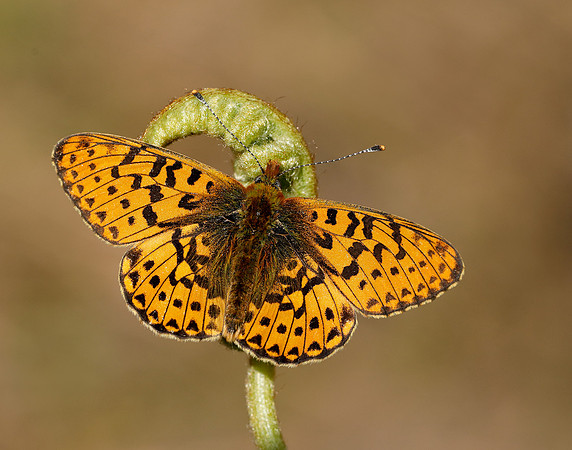 Pearl-bordered Fritillary Boloria euphrosyne