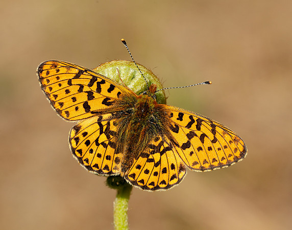 Pearl-bordered Fritillary Boloria euphrosyne