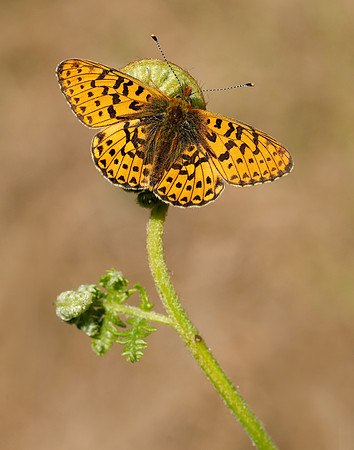 Pearl-bordered Fritillary Boloria euphrosyne