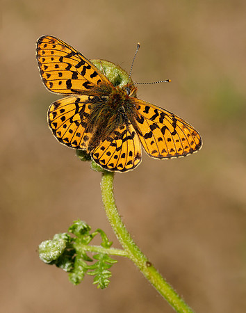 Pearl-bordered Fritillary Boloria euphrosyne