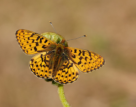 Pearl-bordered Fritillary Boloria euphrosyne