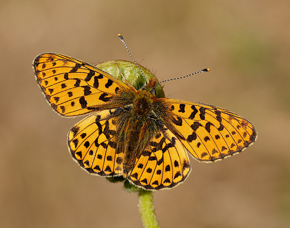 Pearl-bordered Fritillary Boloria euphrosyne