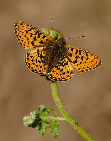 Pearl-bordered Fritillary Boloria euphrosyne