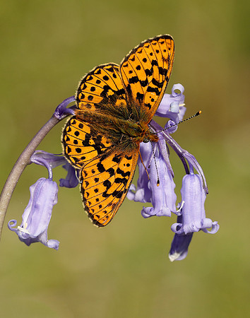 Pearl-bordered Fritillary Boloria euphrosyne