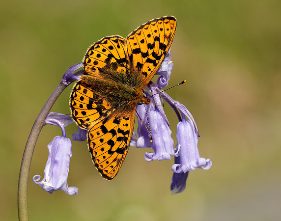 Pearl-bordered Fritillary Boloria euphrosyne
