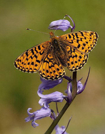 Pearl-bordered Fritillary Boloria euphrosyne