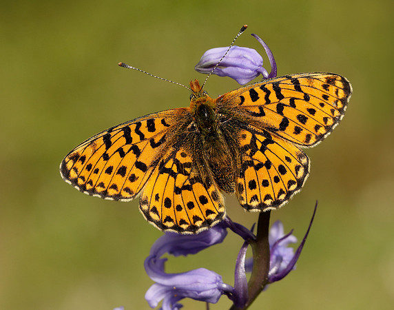 Pearl-bordered Fritillary Boloria euphrosyne