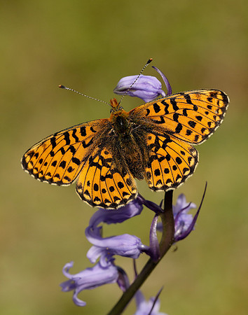 Pearl-bordered Fritillary Boloria euphrosyne