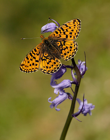 Pearl-bordered Fritillary Boloria euphrosyne
