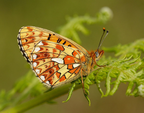 Pearl-bordered Fritillary Boloria euphrosyne