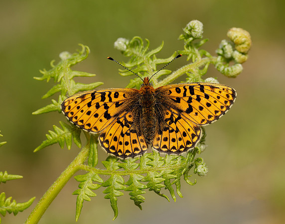 Pearl-bordered Fritillary Boloria euphrosyne