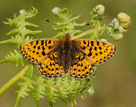 Pearl-bordered Fritillary Boloria euphrosyne