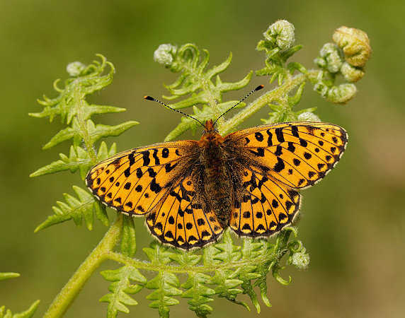 Pearl-bordered Fritillary Boloria euphrosyne