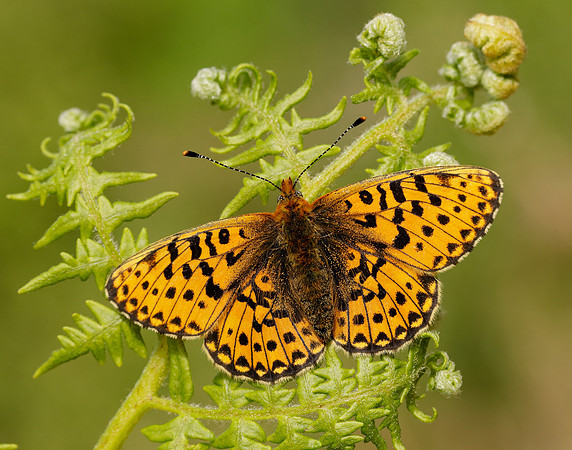 Pearl-bordered Fritillary Boloria euphrosyne
