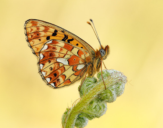 Pearl-bordered Fritillary Boloria euphrosyne