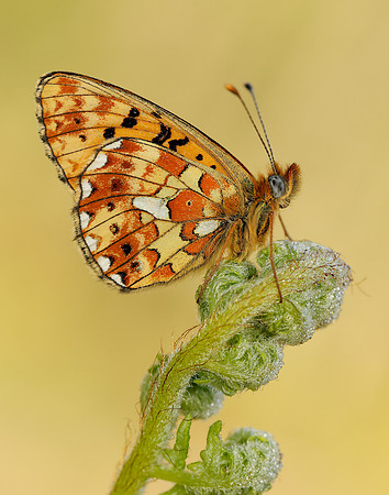 Pearl-bordered Fritillary Boloria euphrosyne