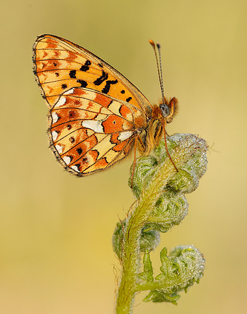 Pearl-bordered Fritillary Boloria euphrosyne