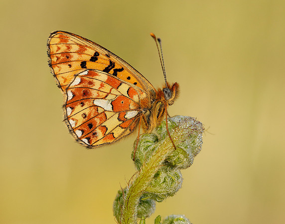 Pearl-bordered Fritillary Boloria euphrosyne