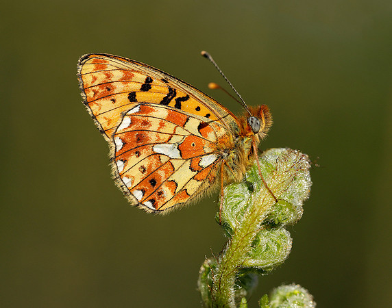 Pearl-bordered Fritillary Boloria euphrosyne