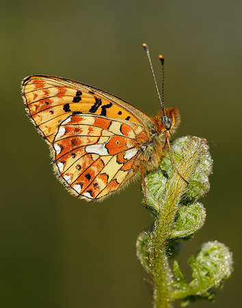 Pearl-bordered Fritillary Boloria euphrosyne