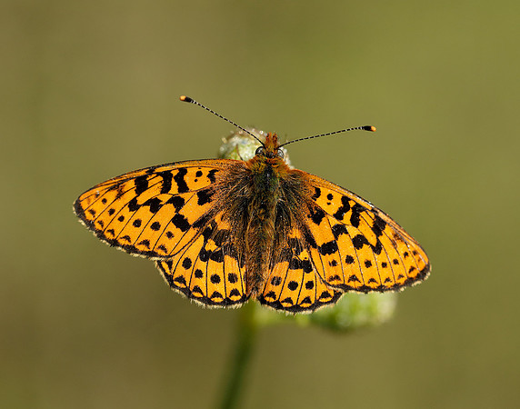 Pearl-bordered Fritillary Boloria euphrosyne