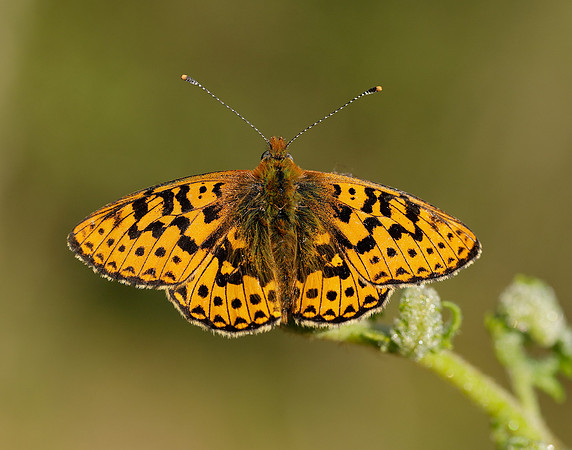Pearl-bordered Fritillary Boloria euphrosyne
