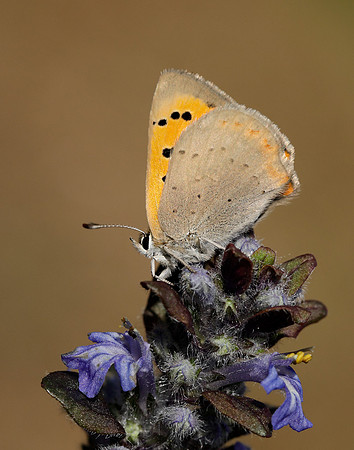 Small Copper Lycaena phlaeas